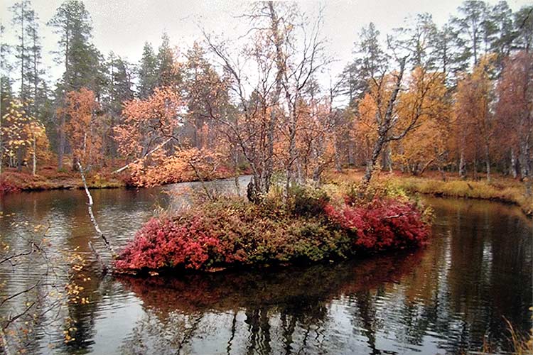 Taidegalleria Kangasniemi Lounas ja Leipä