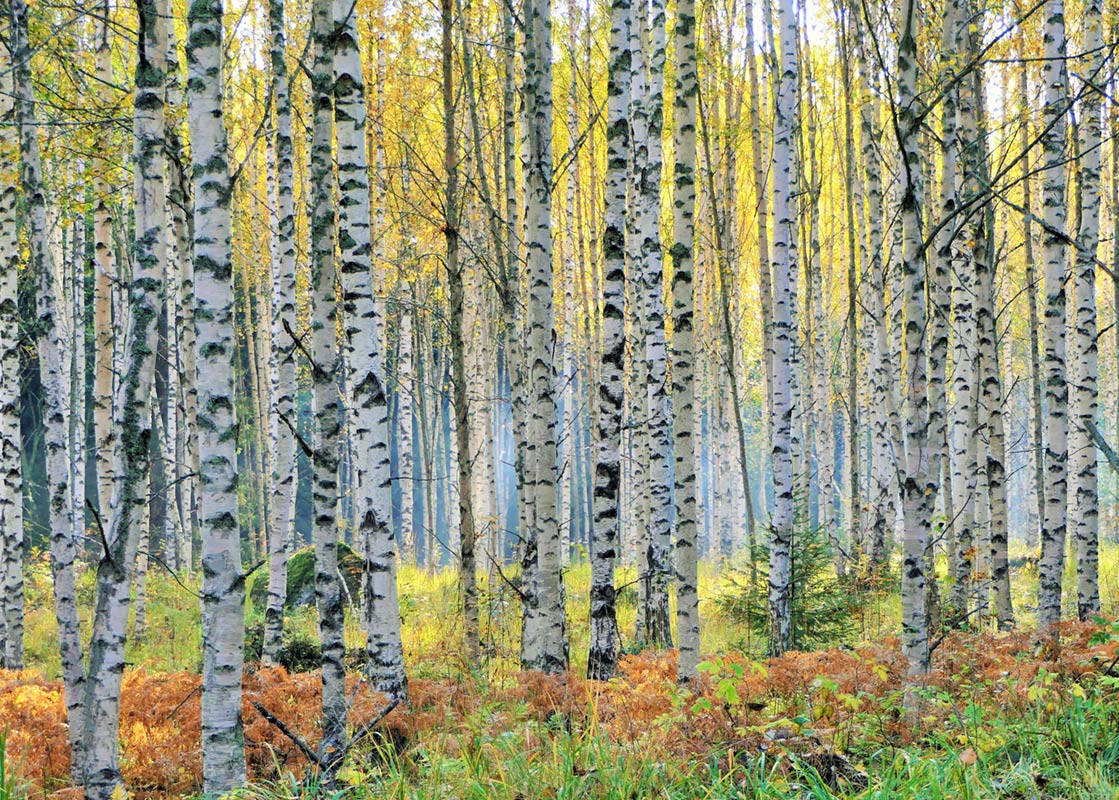 Taidegalleria Kangasniemi Lounas ja Leipä