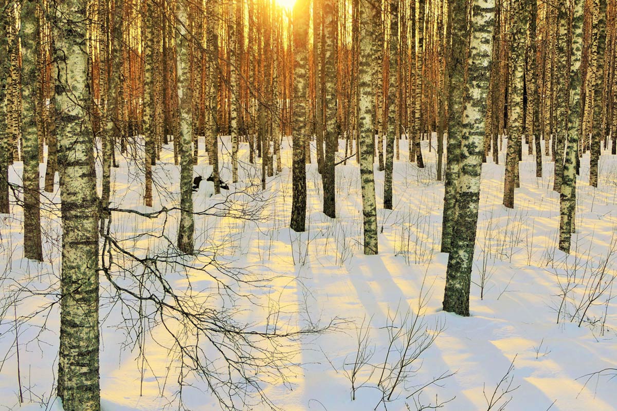 Taidegalleria Kangasniemi Lounas ja Leipä